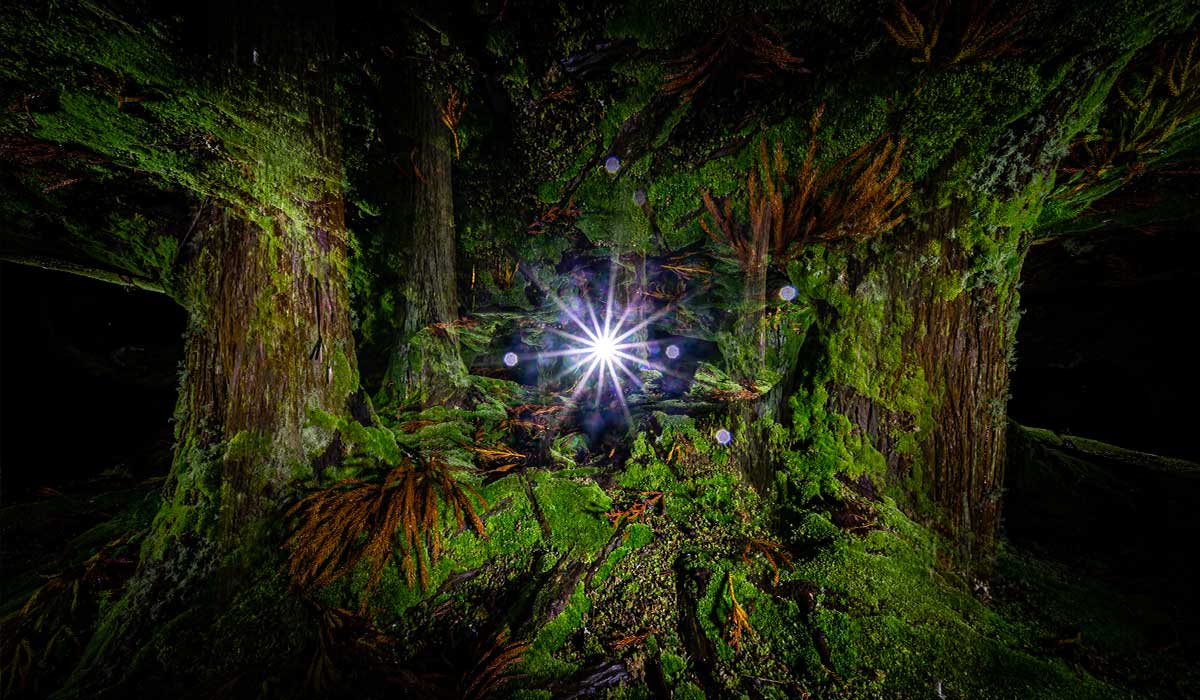 Light Painting Azores Forest