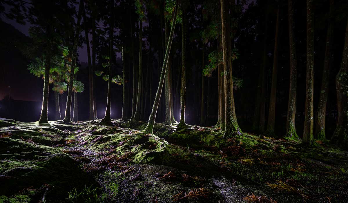 Light Painting Furnas Forest