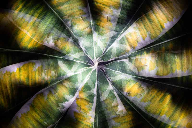 Camera Rotation Light Painting Leaf