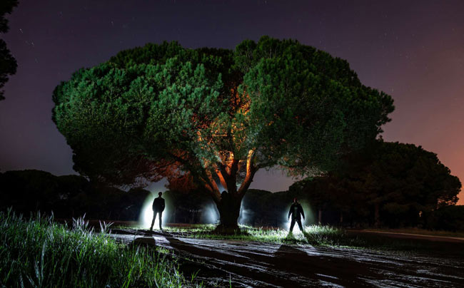 Light Painting Trees